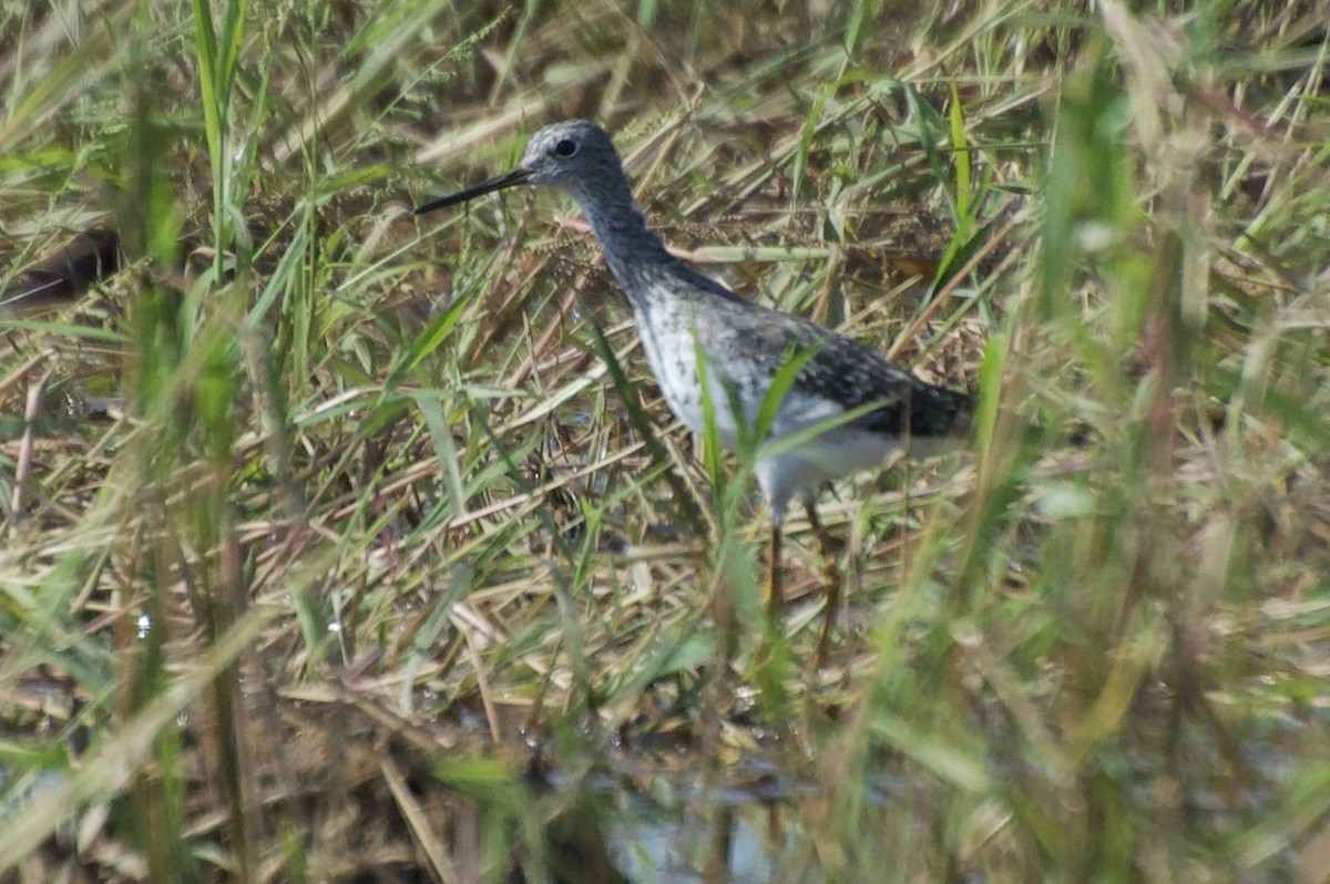 Lesser Yellowlegs - ML622048585