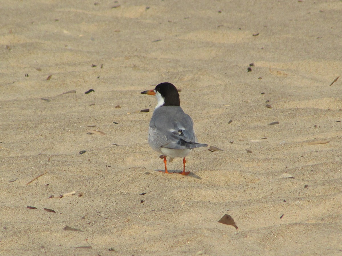 Forster's Tern - ML622048586