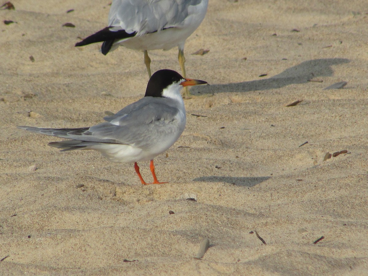 Forster's Tern - ML622048587