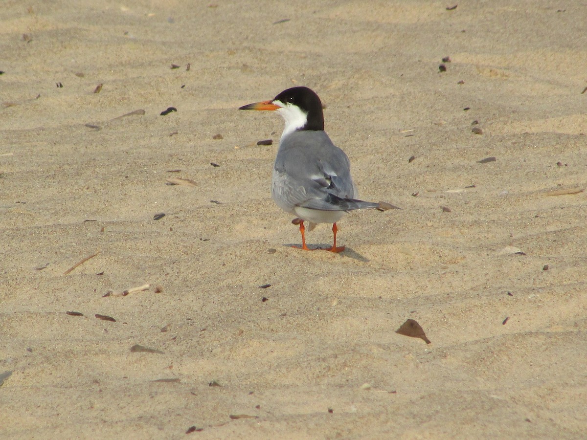 Forster's Tern - ML622048588