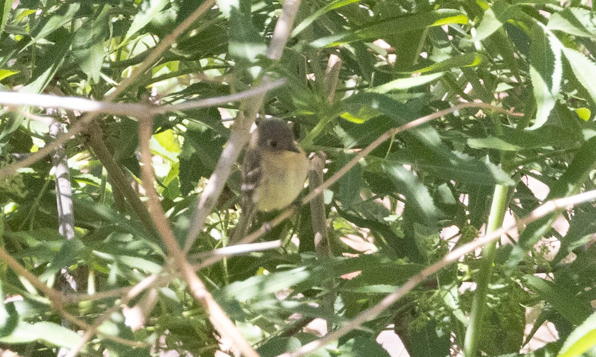 Buff-breasted Flycatcher - ML622048589