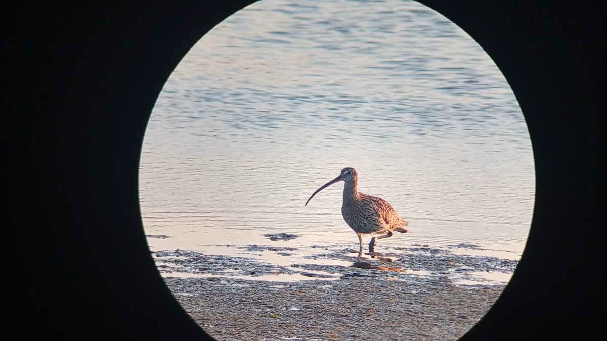 Eurasian Curlew - ML622048591