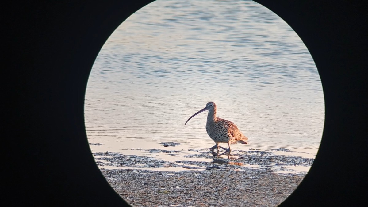 Eurasian Curlew - ML622048592