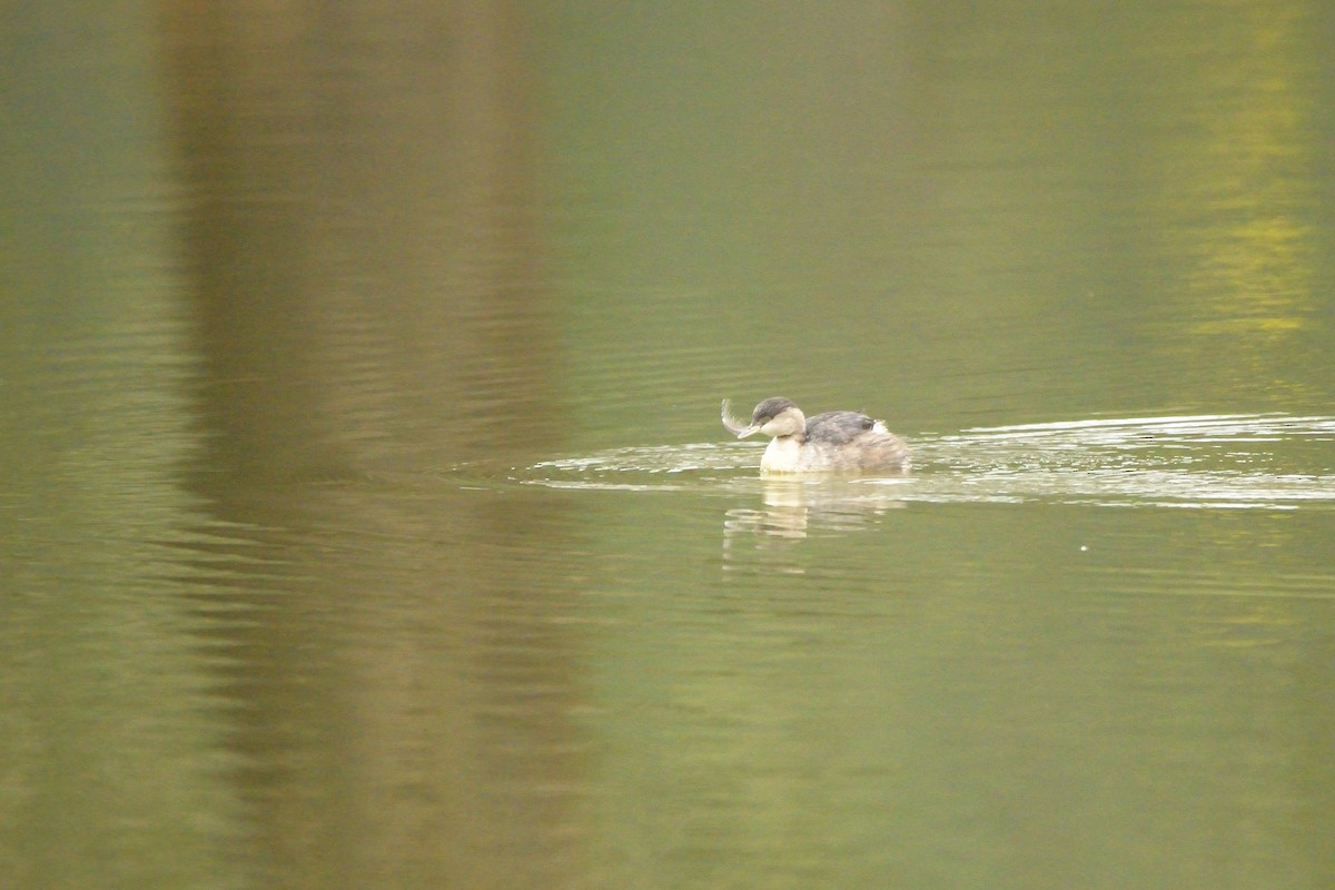 Hoary-headed Grebe - Ken Crawley