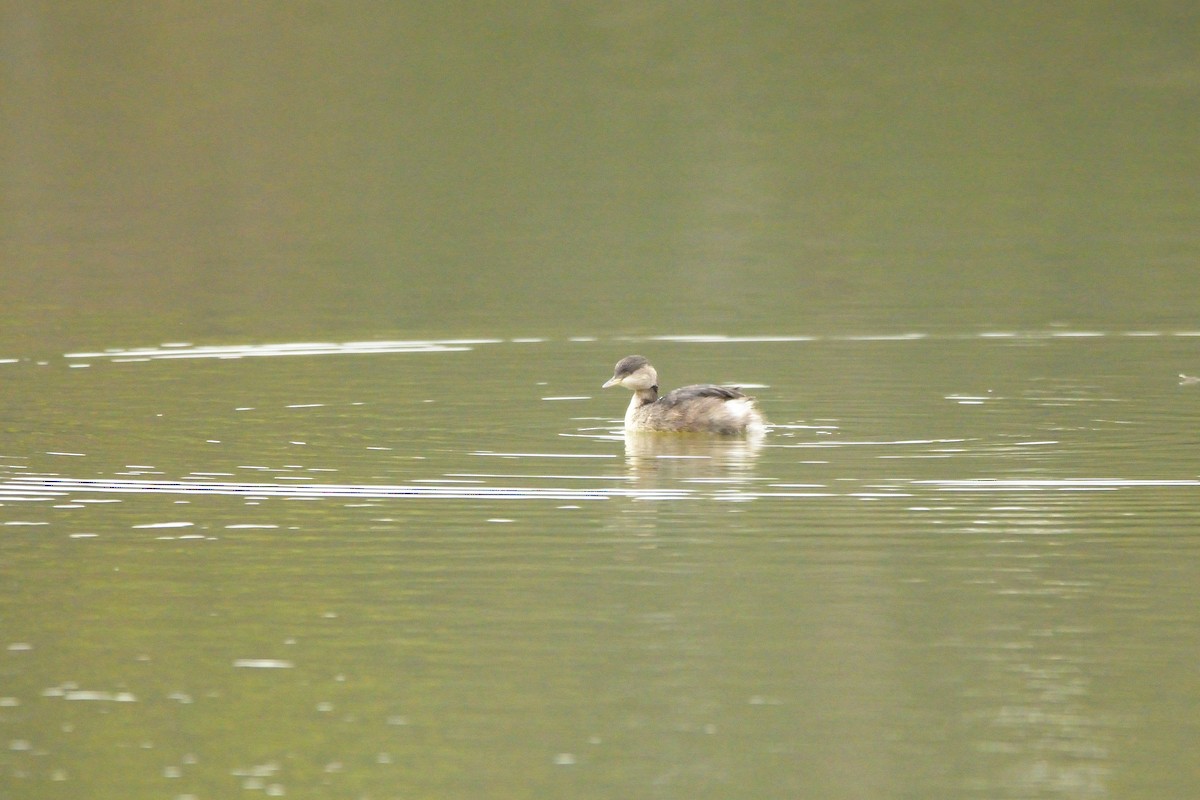 Hoary-headed Grebe - ML622048599