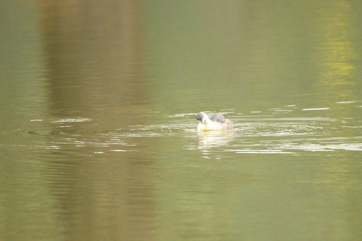 Hoary-headed Grebe - ML622048600