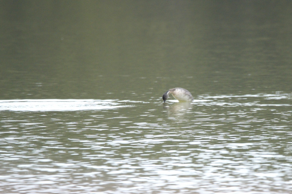 Hoary-headed Grebe - ML622048601