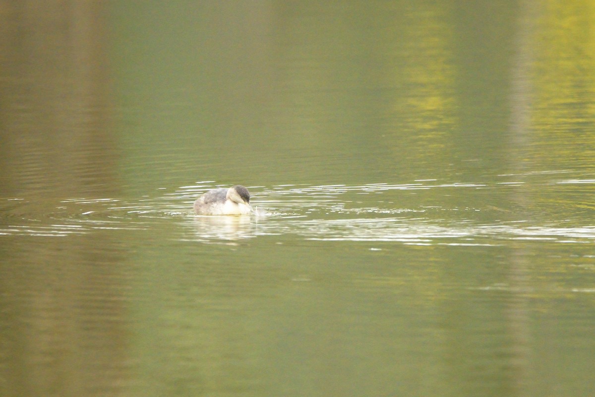 Hoary-headed Grebe - ML622048602