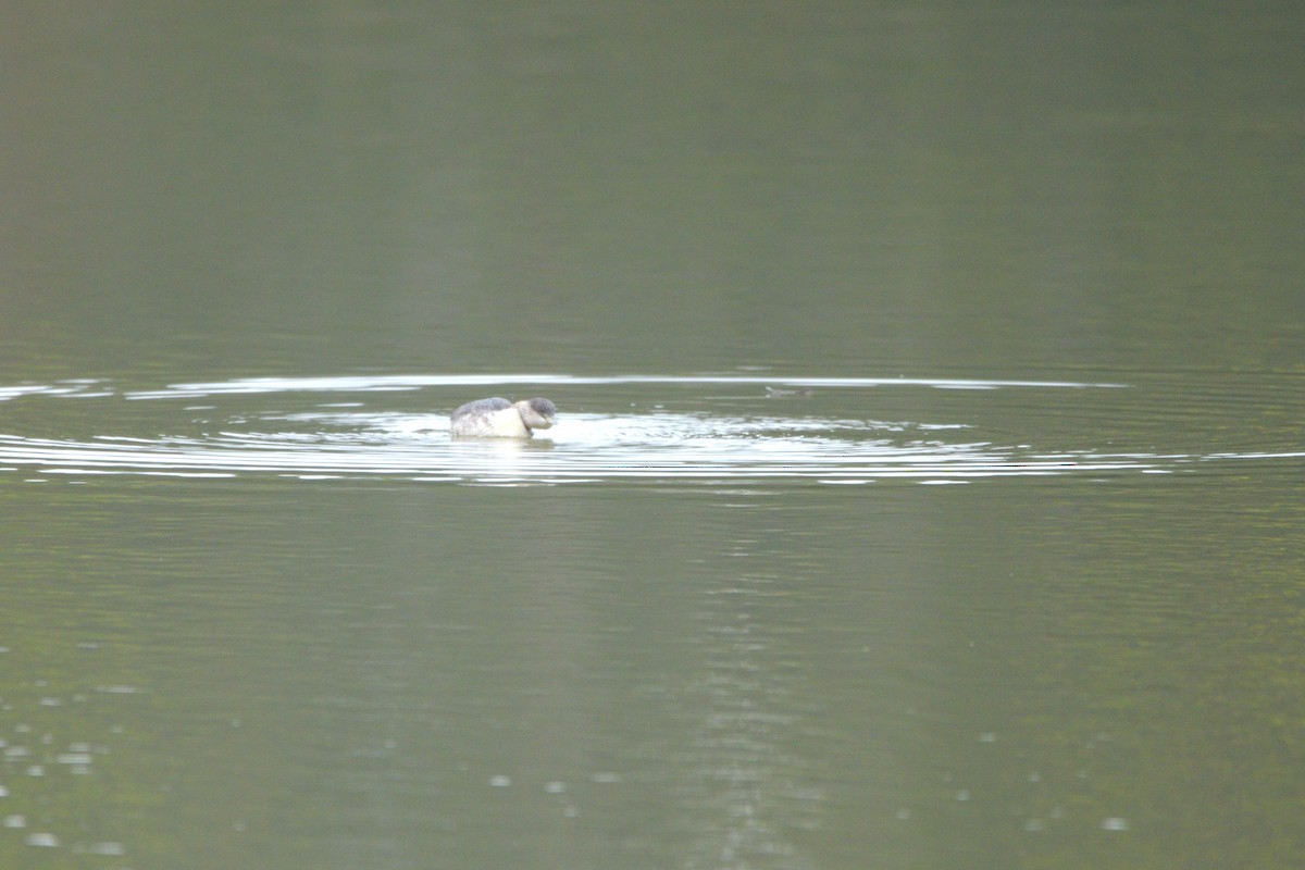 Hoary-headed Grebe - ML622048603