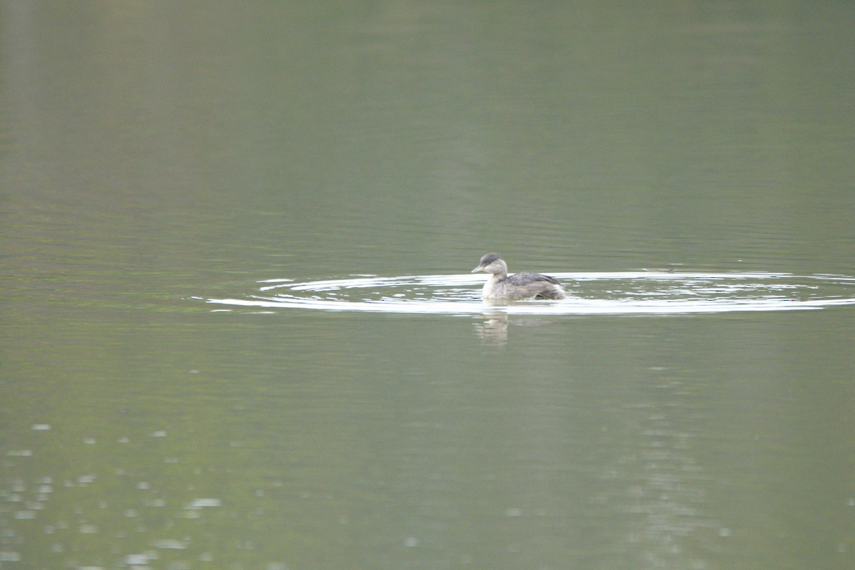 Hoary-headed Grebe - ML622048604