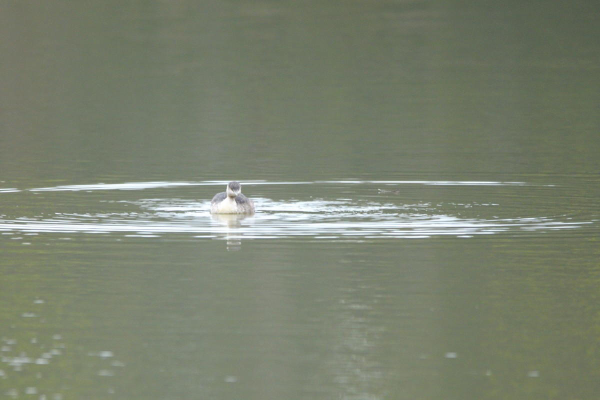 Hoary-headed Grebe - Ken Crawley