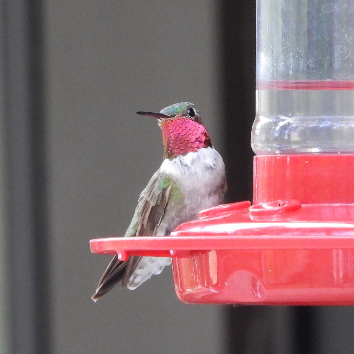 Broad-tailed Hummingbird - ML622048607