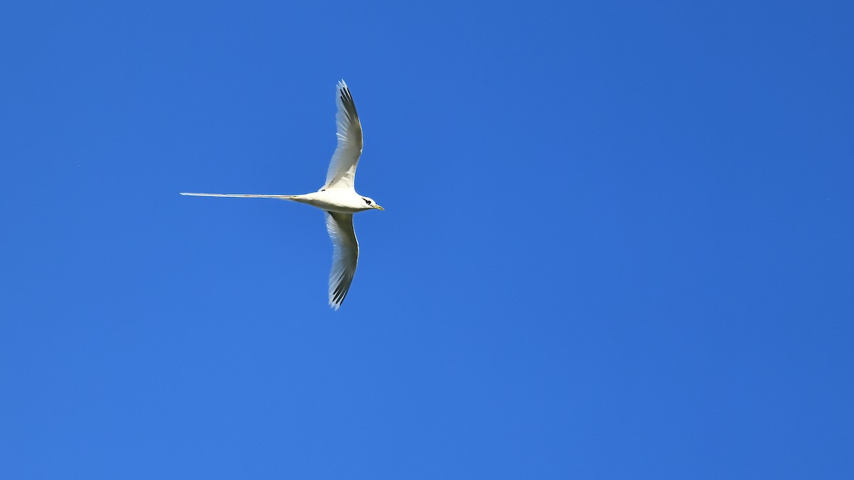 White-tailed Tropicbird - ML622048611