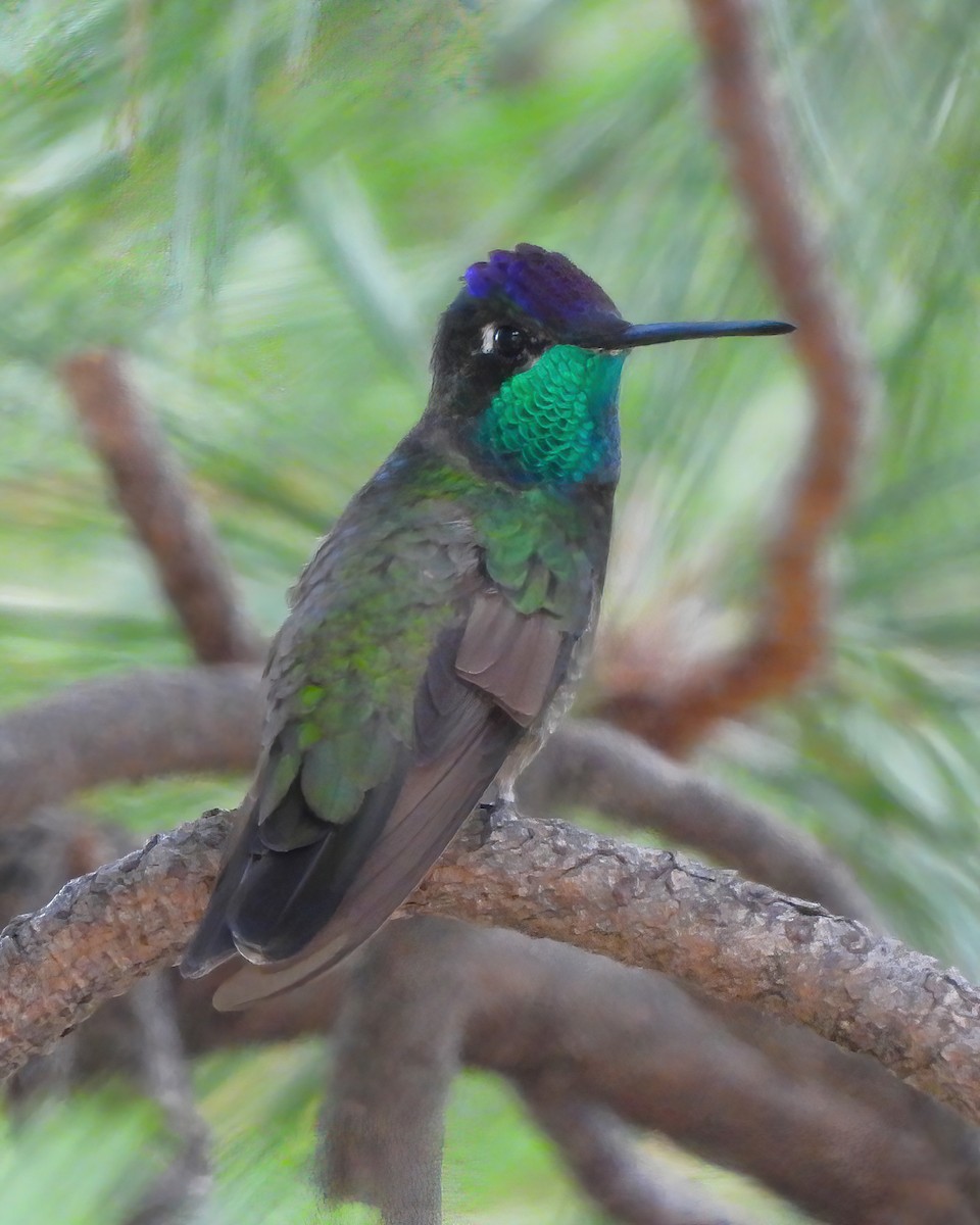 Rivoli's Hummingbird - ML622048612