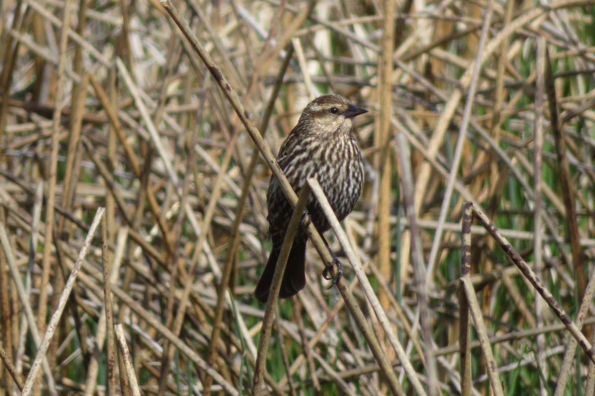 Red-winged Blackbird - ML622048618