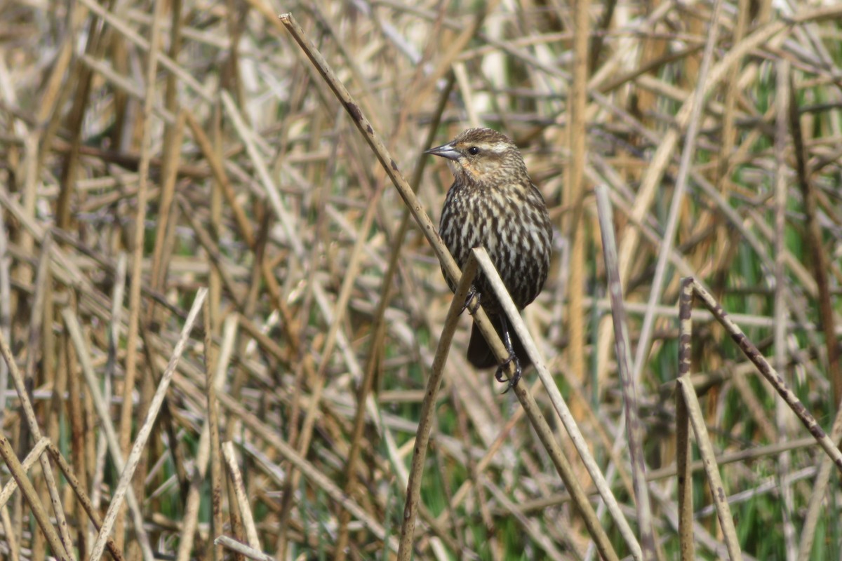 Red-winged Blackbird - ML622048619