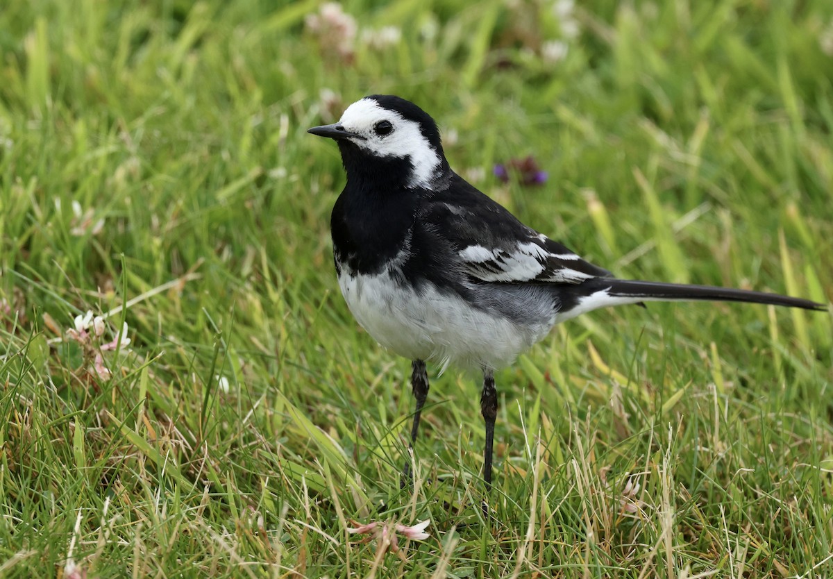 White Wagtail - ML622048627