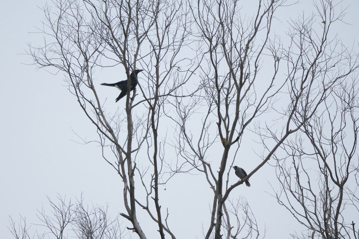 Pied Currawong - ML622048628