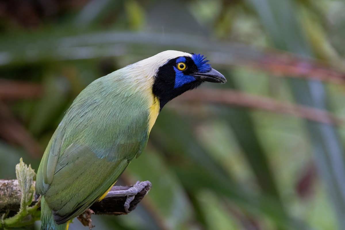 Green Jay - ML622048629