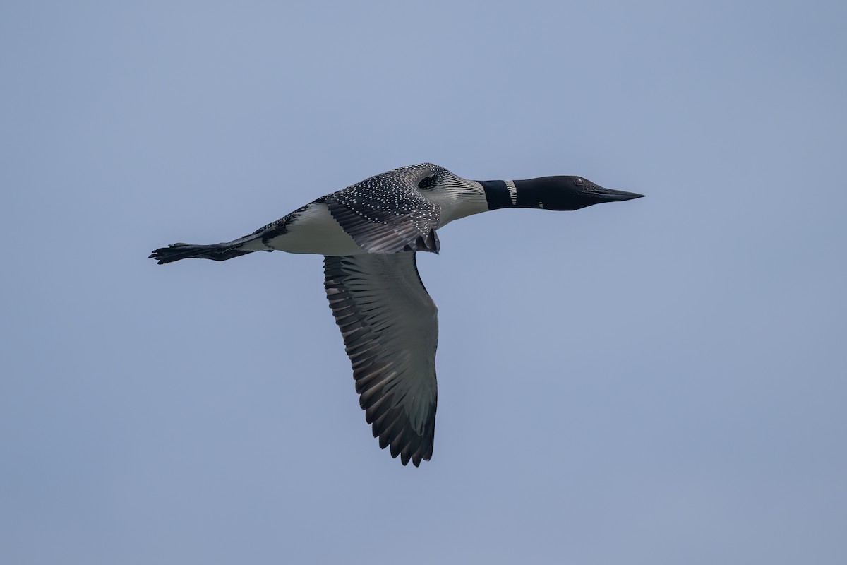 Common Loon - ML622048630