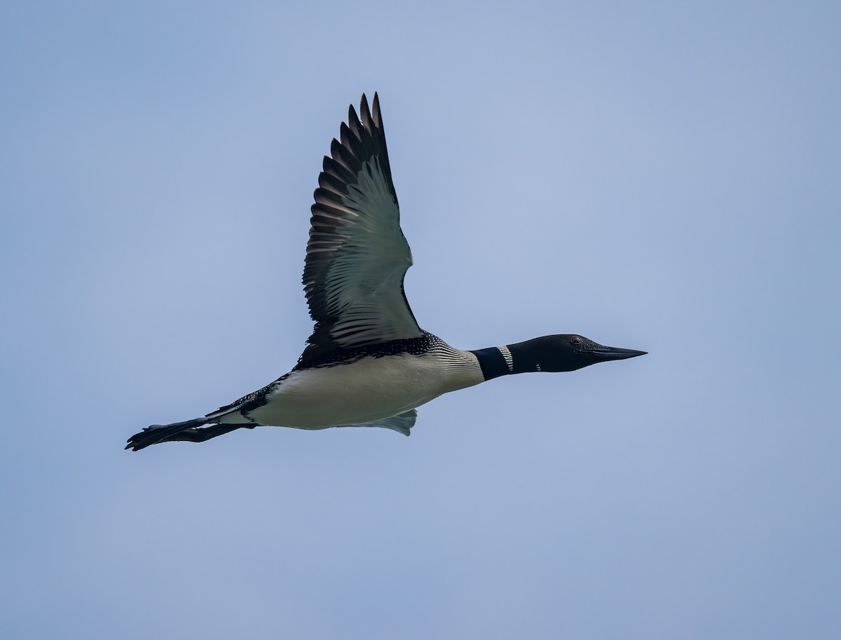 Common Loon - ML622048631