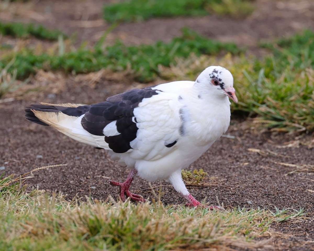 Rock Pigeon (Feral Pigeon) - ML622048632