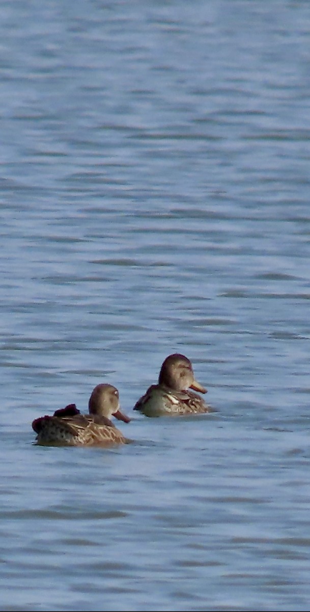 Blue-winged Teal - ML622048634