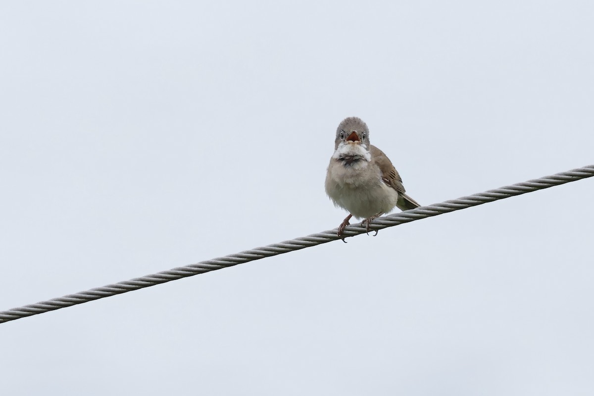 Greater Whitethroat - ML622048636