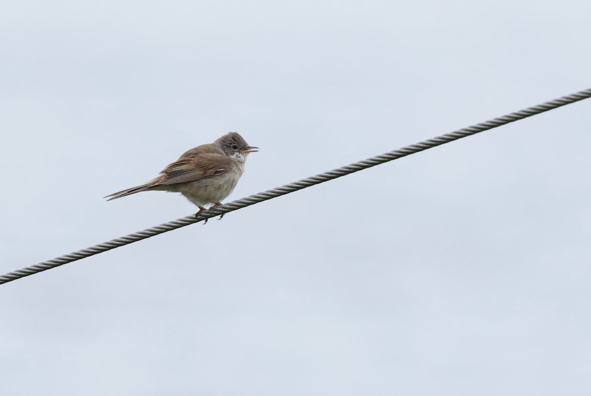 Greater Whitethroat - ML622048637