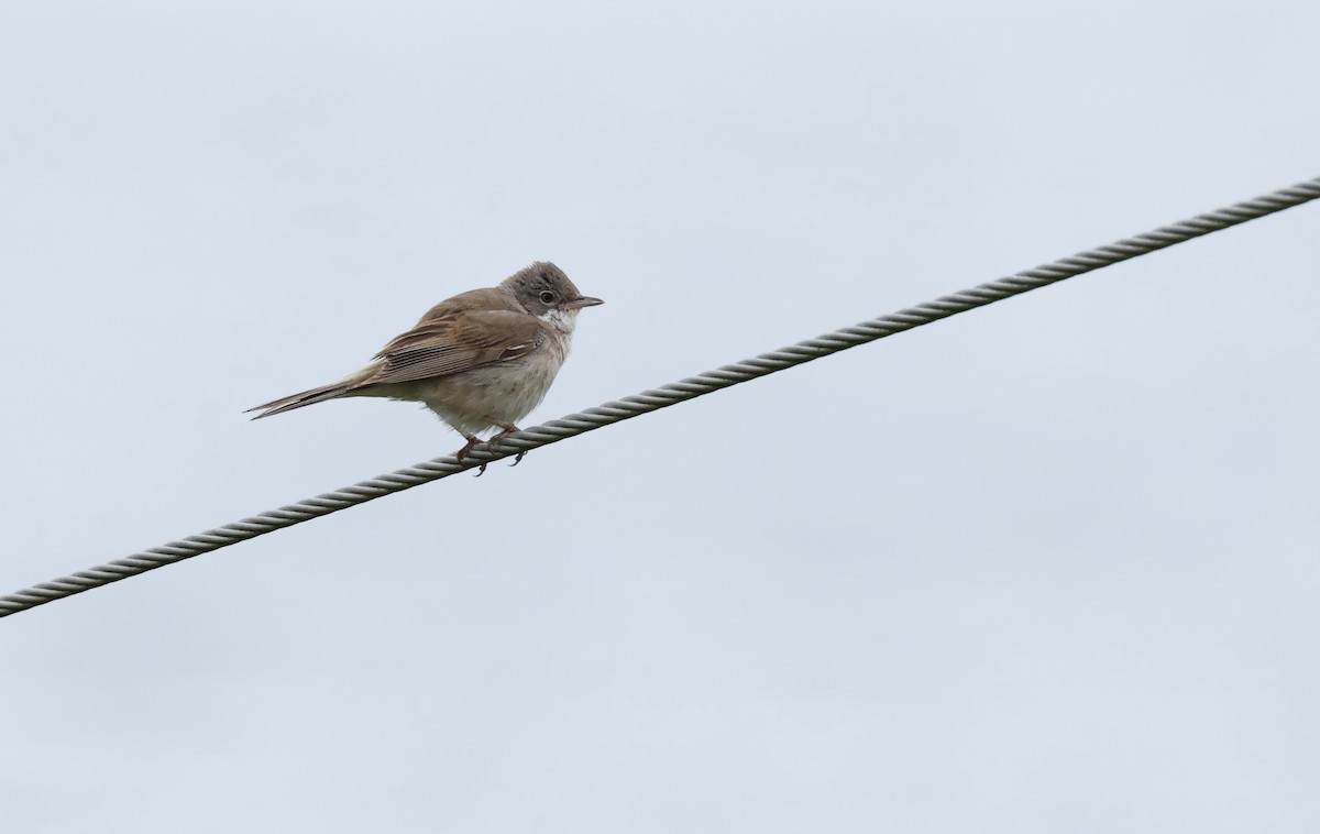 Greater Whitethroat - ML622048638
