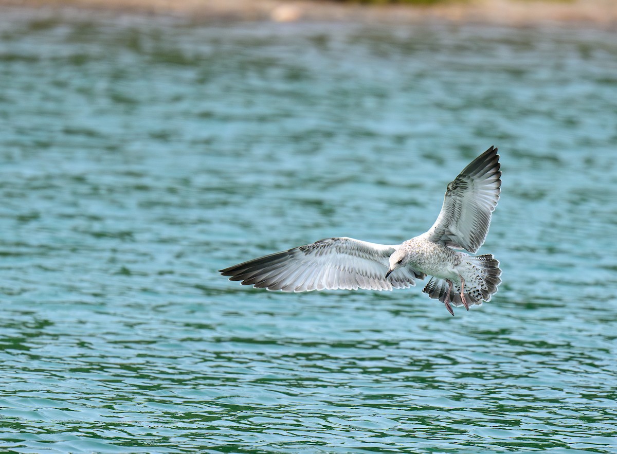 Ring-billed Gull - ML622048640