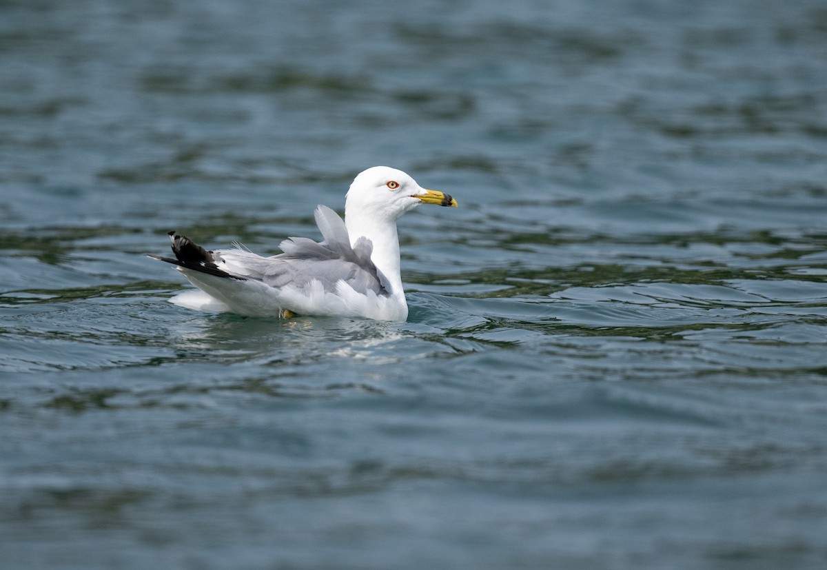 Ring-billed Gull - ML622048641