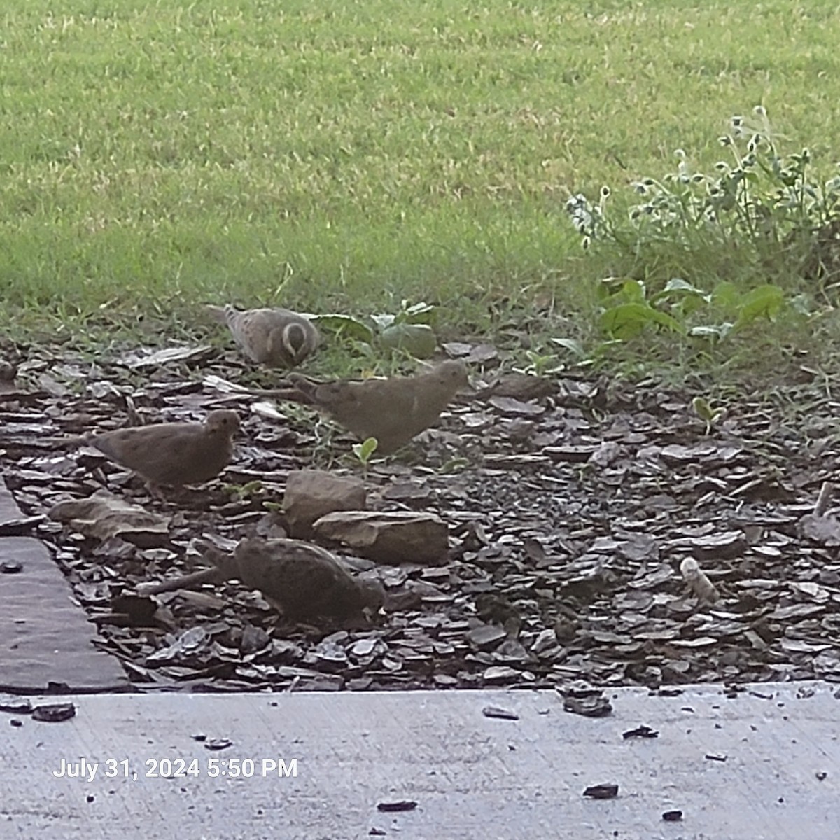 Mourning Dove - Anonymous