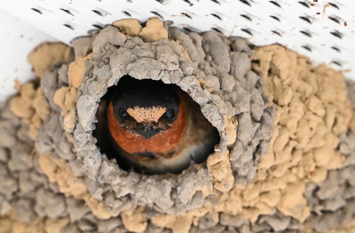 Cliff Swallow - ML622048659