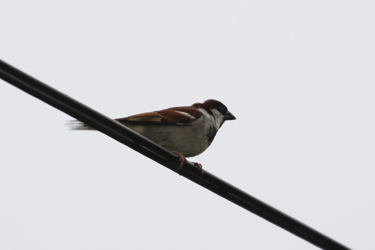 House Sparrow (Indian) - ML622048671