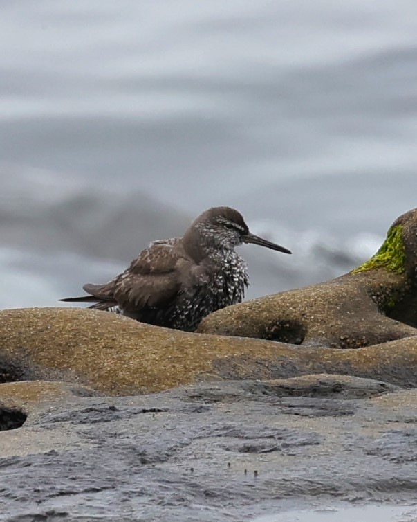 Wandering Tattler - ML622048681