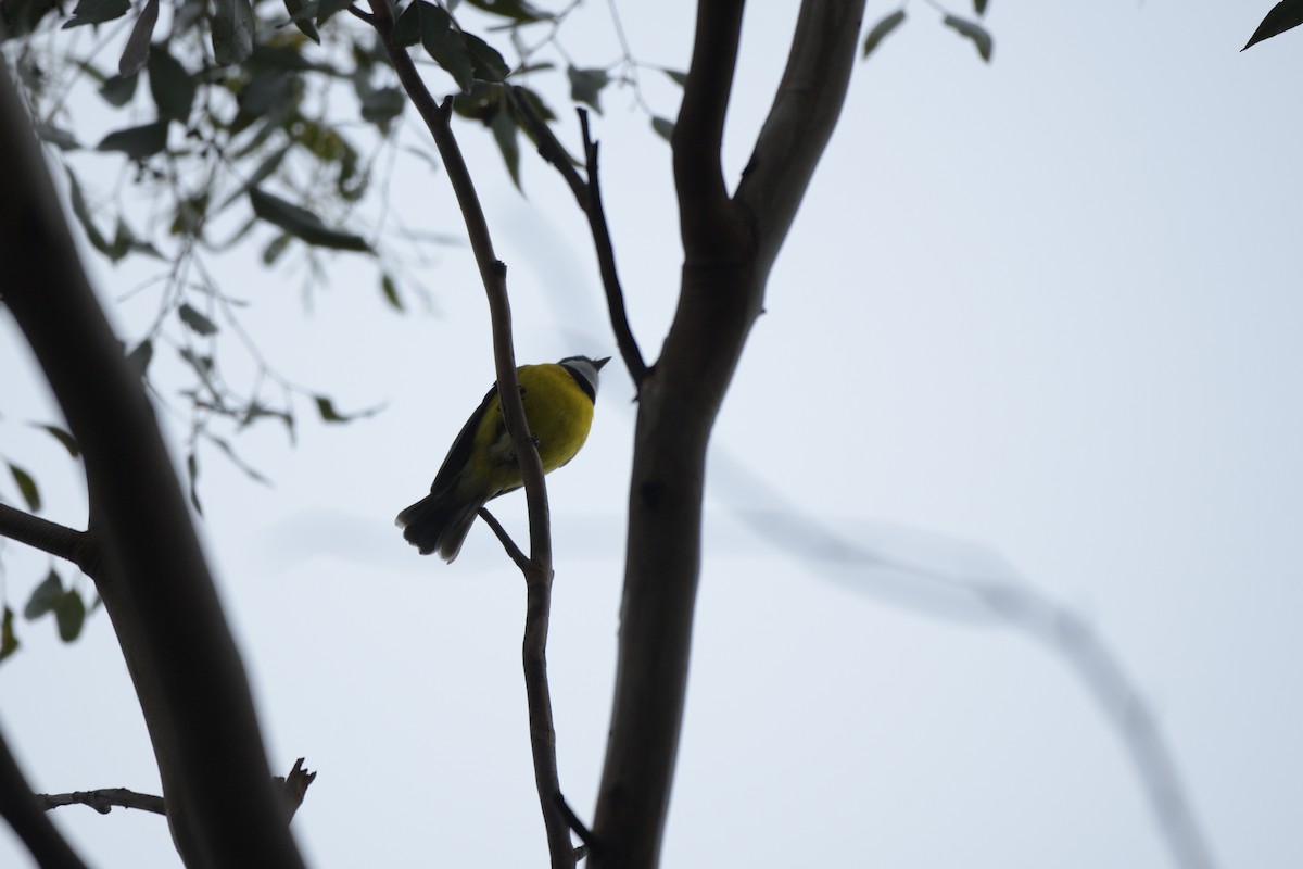 Golden Whistler - ML622048682