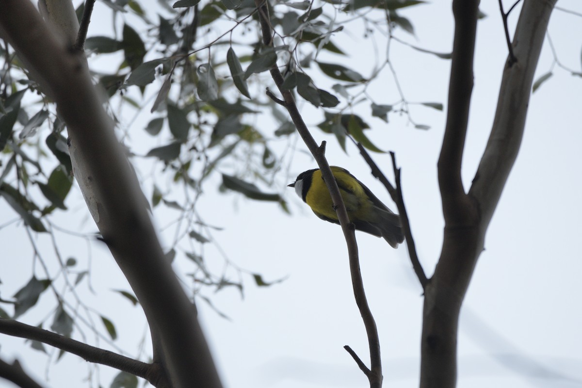 Golden Whistler - ML622048683