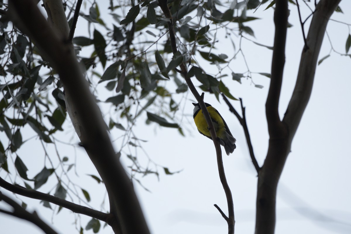 Golden Whistler - ML622048684