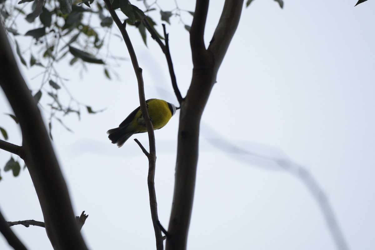 Golden Whistler - ML622048685