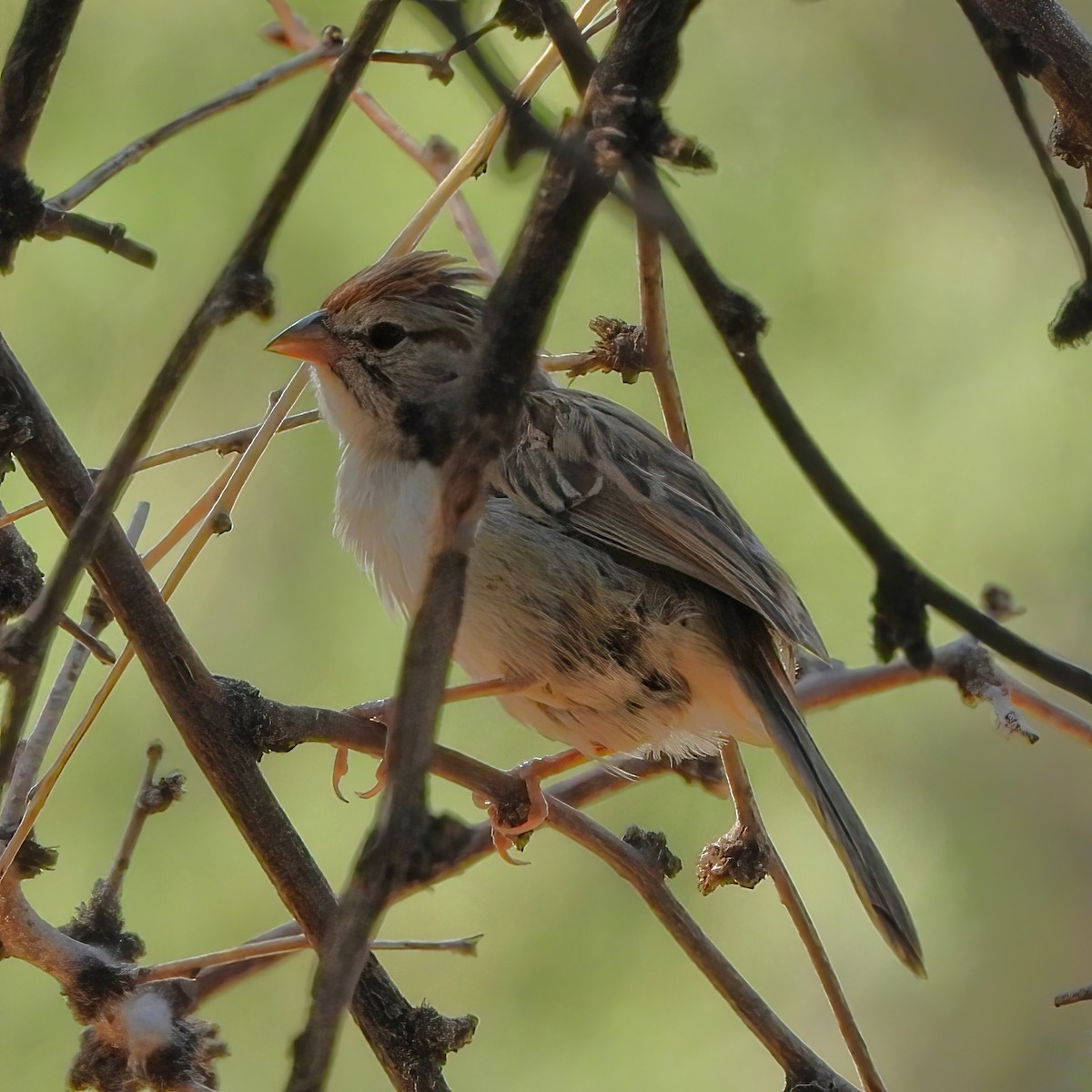 Rufous-winged Sparrow - ML622048686