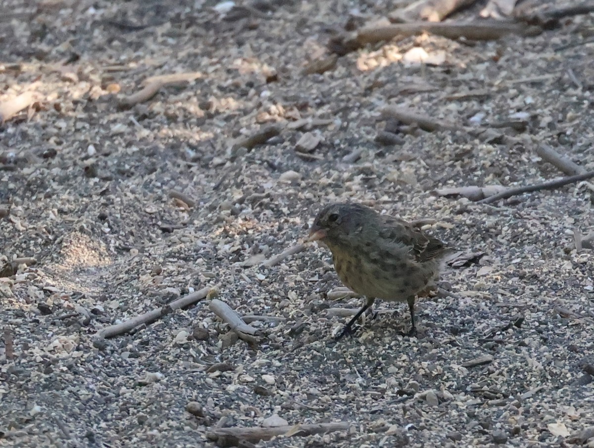 Small Ground-Finch - ML622048687