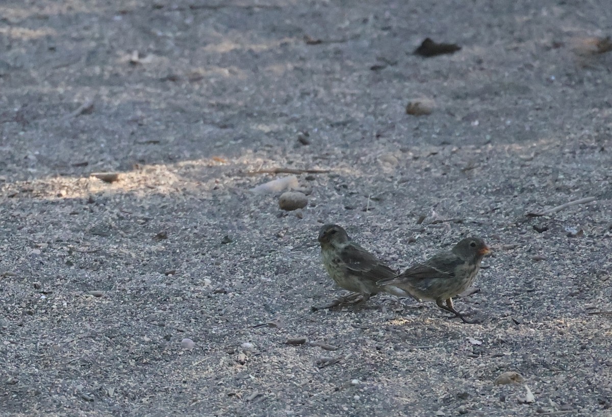 Small Ground-Finch - ML622048688