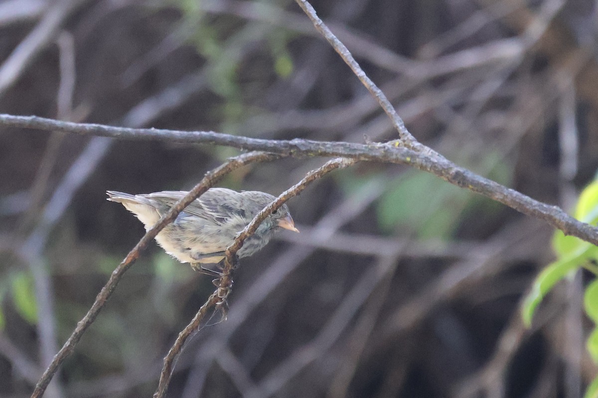 Small Ground-Finch - ML622048689