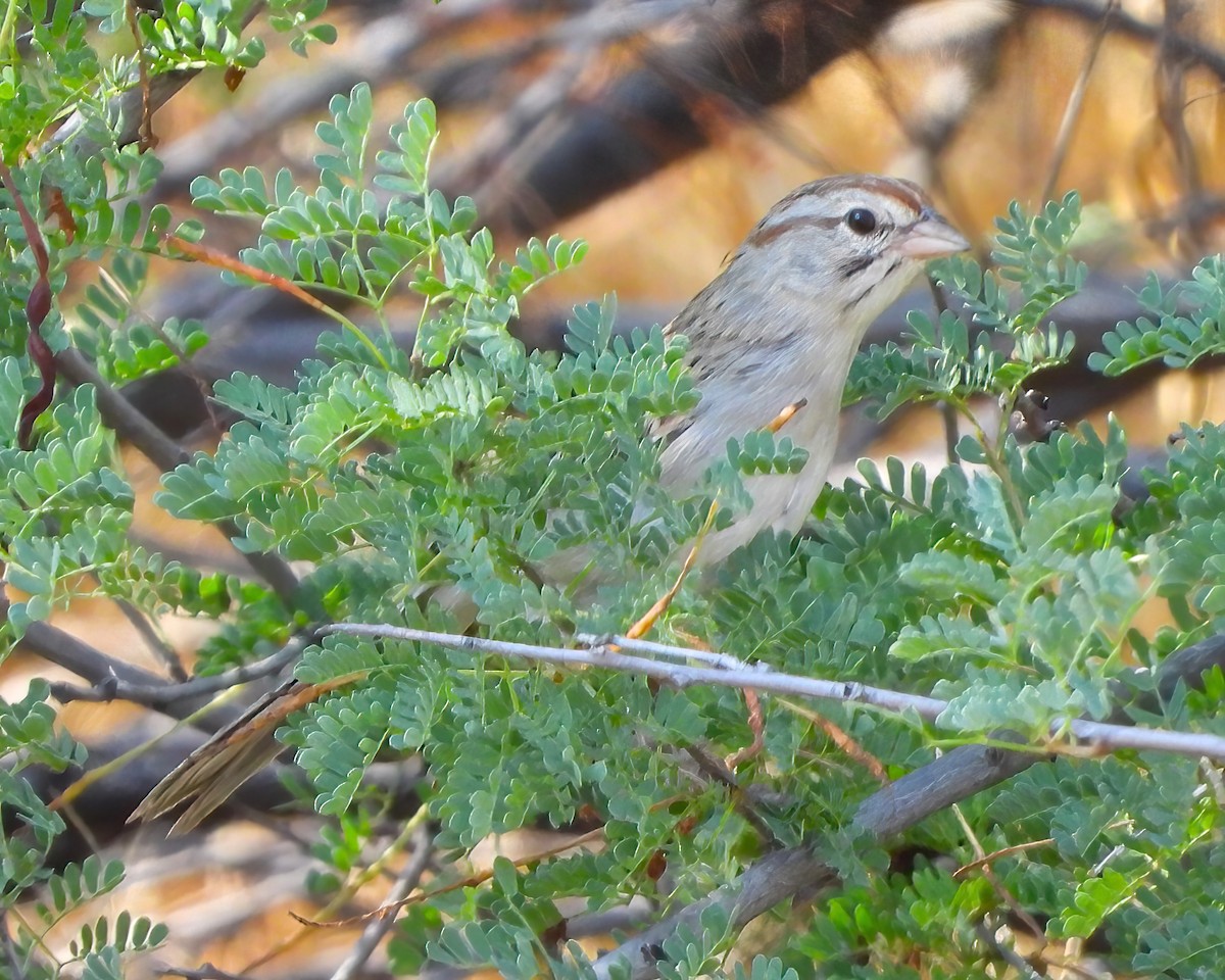 Rufous-winged Sparrow - ML622048690