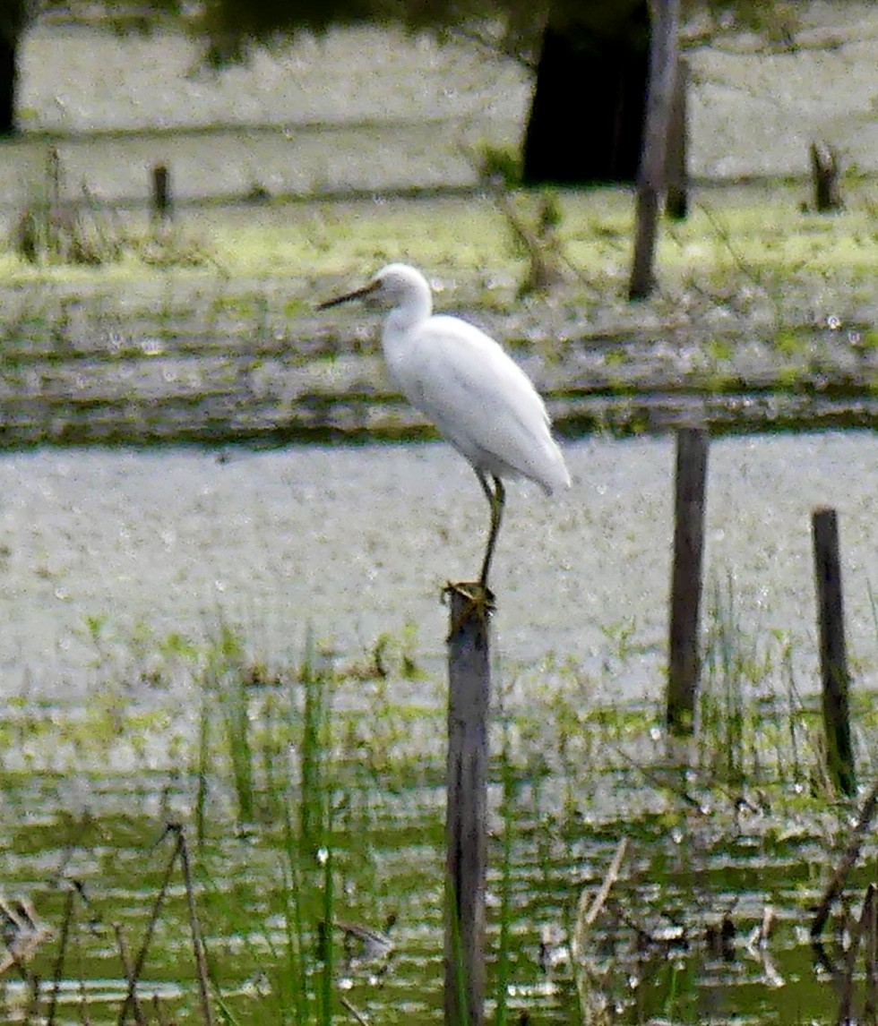 Snowy Egret - Matt Seaton