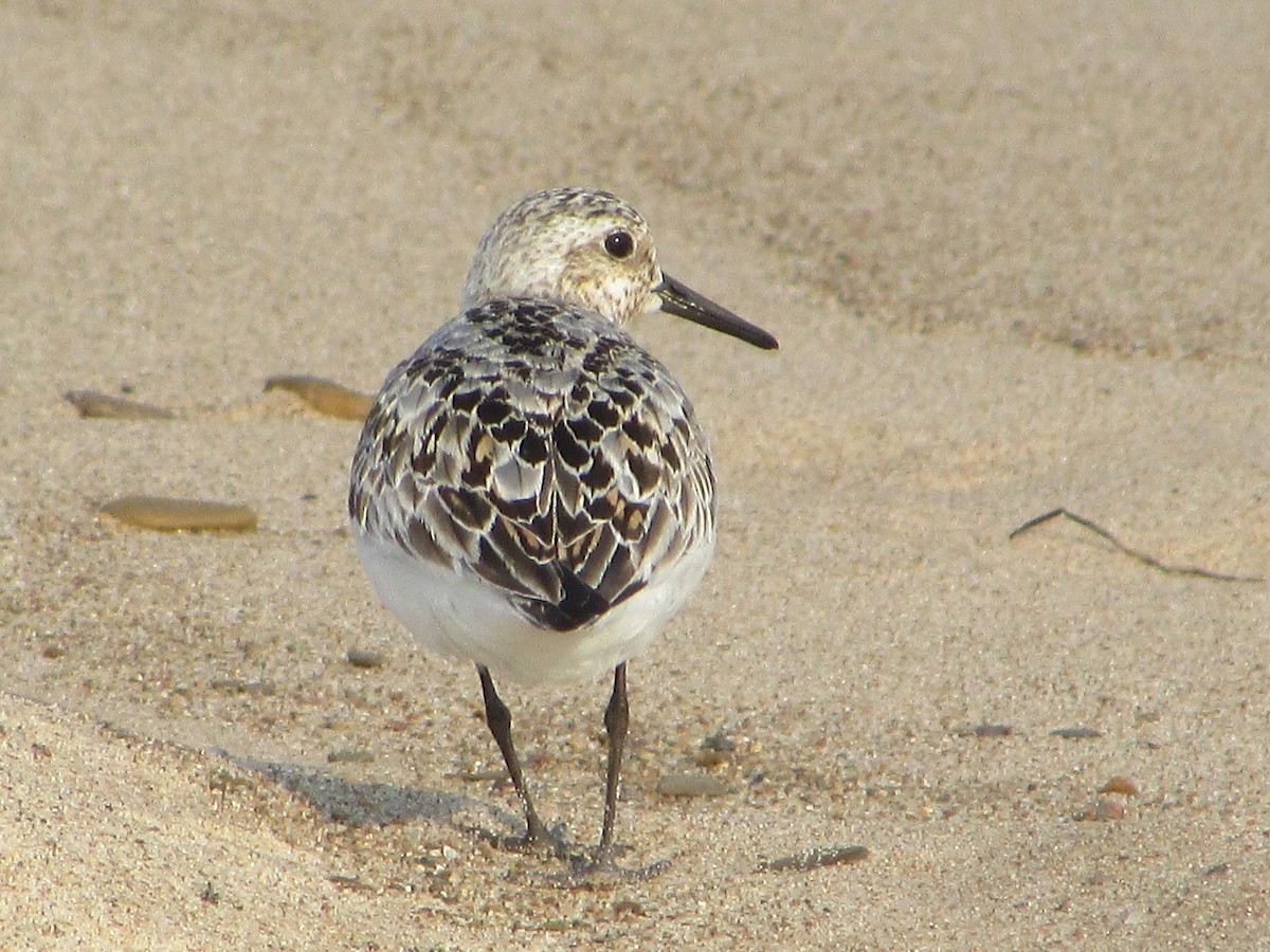 Sanderling - ML622048693