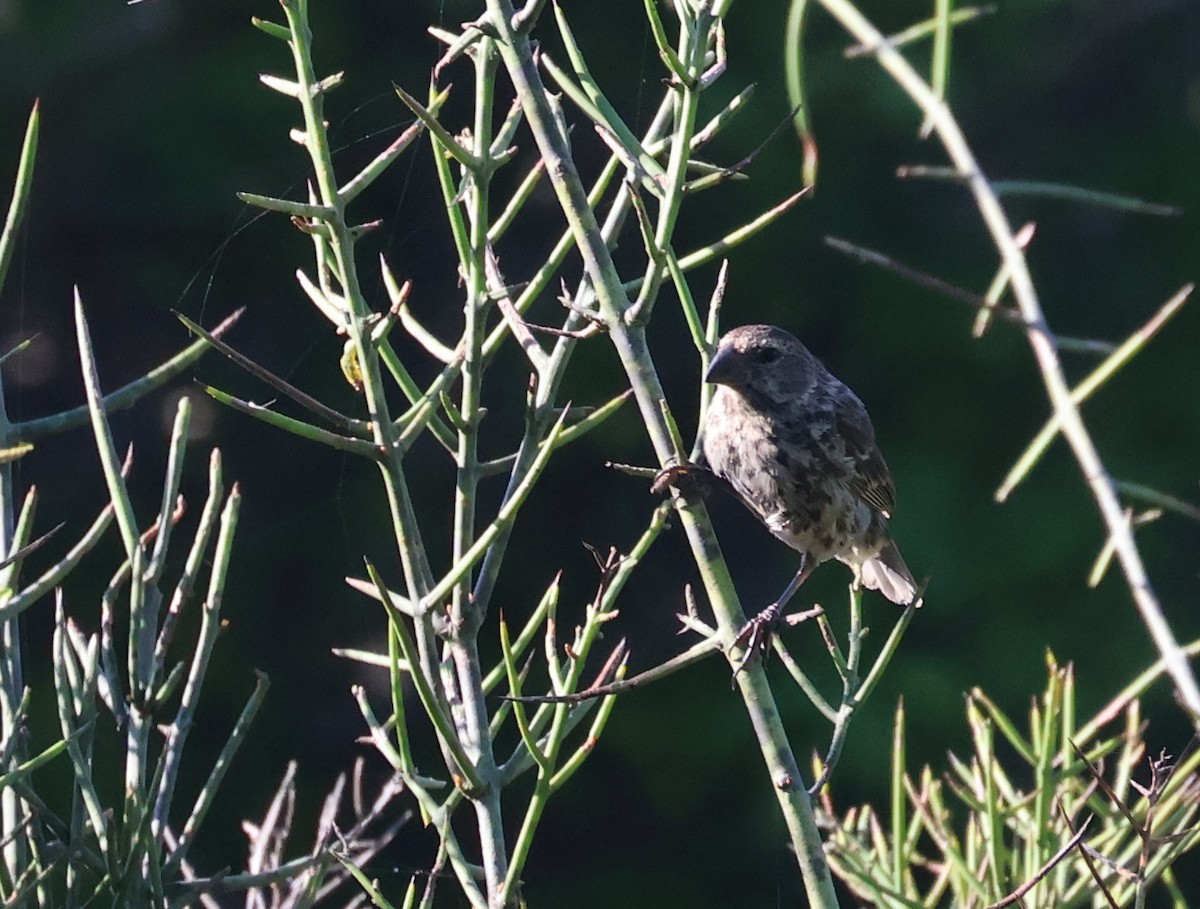 Medium Ground-Finch - ML622048694