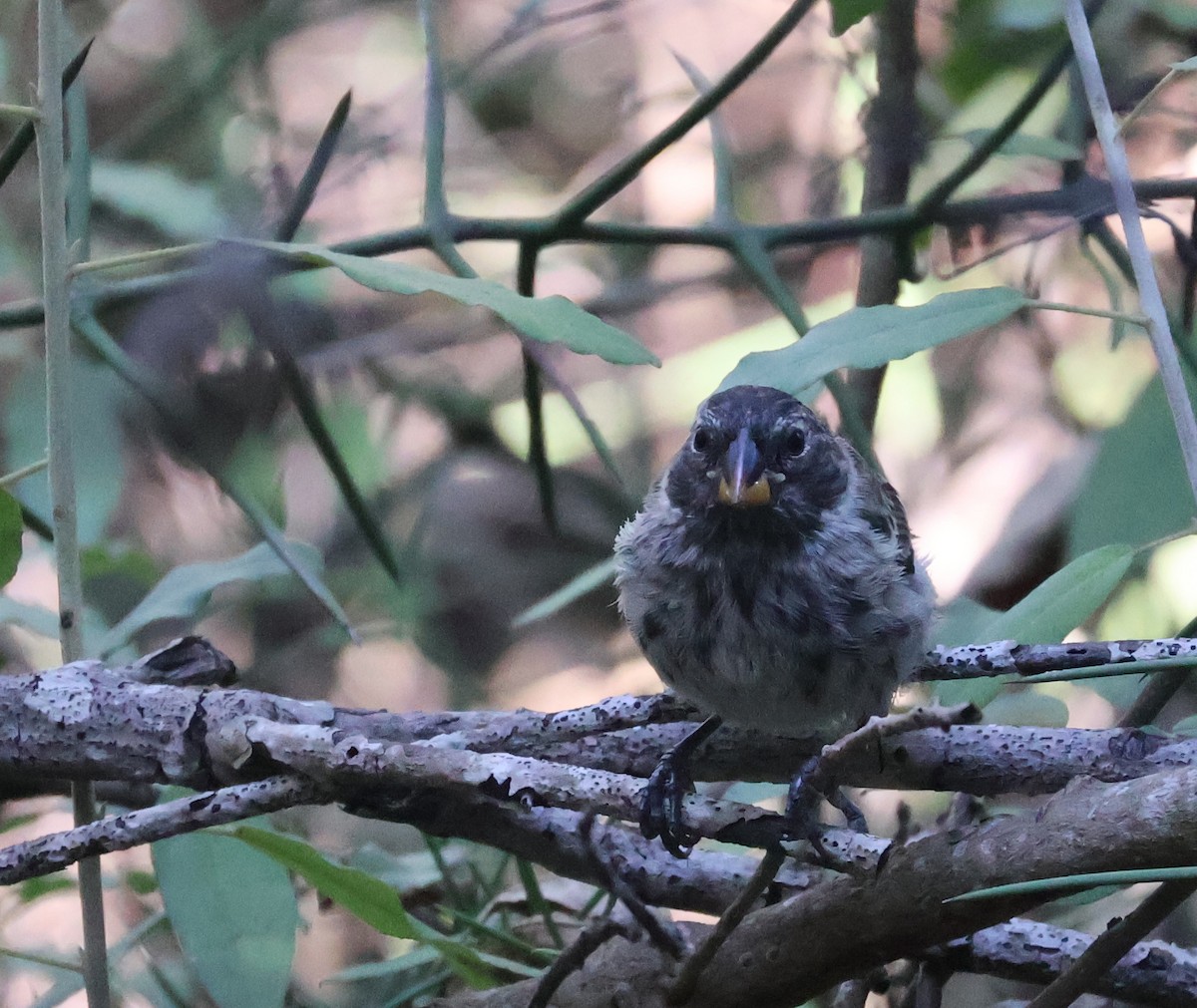 Medium Ground-Finch - ML622048695