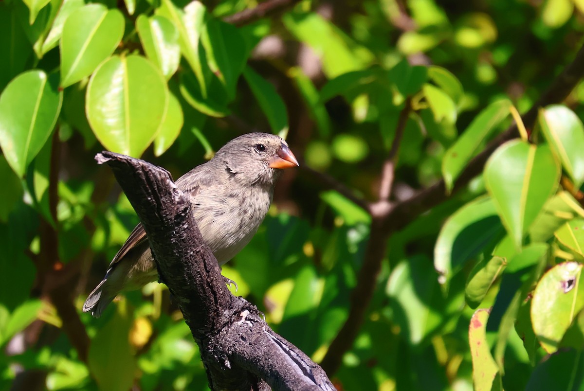 Medium Ground-Finch - Judy Walker